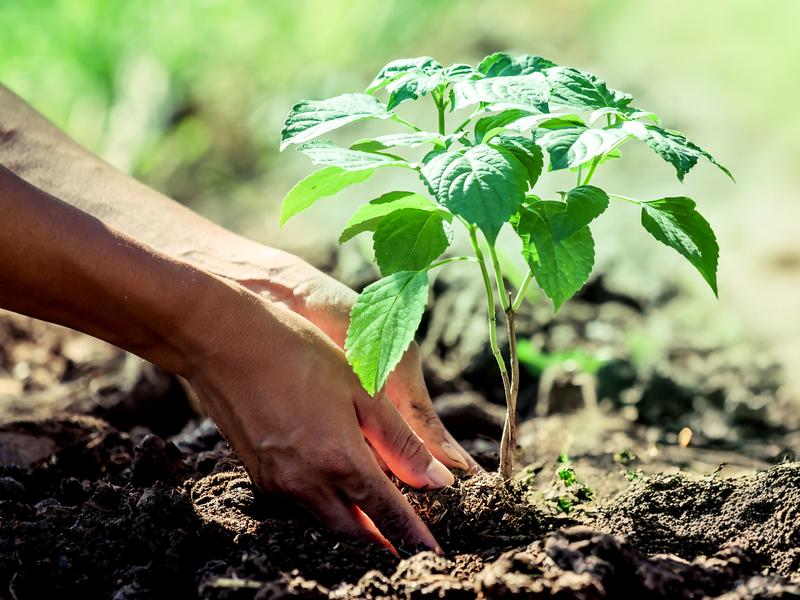 Hands planting a tree